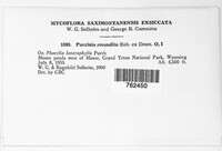 Puccinia recondita image